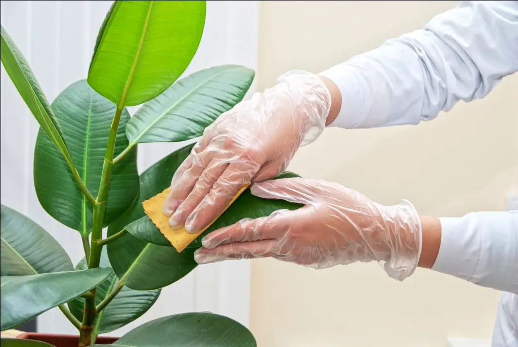 cleaning ficus plant Cool  Fun