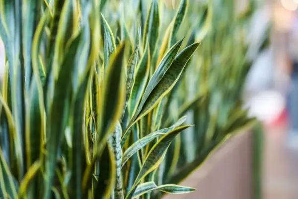 MOTHER IN LAW TONGUE - Cool Web Fun